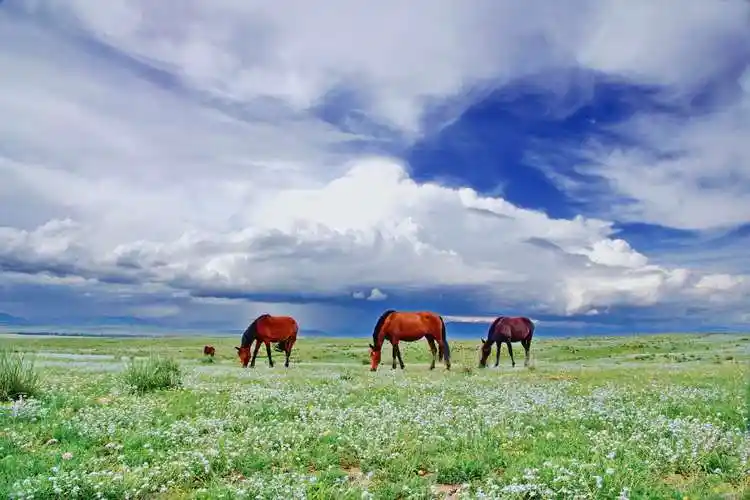 写美篇  远方来的朋友啊,我相信,草原上欢迎你的马奶酒还没有喝,你