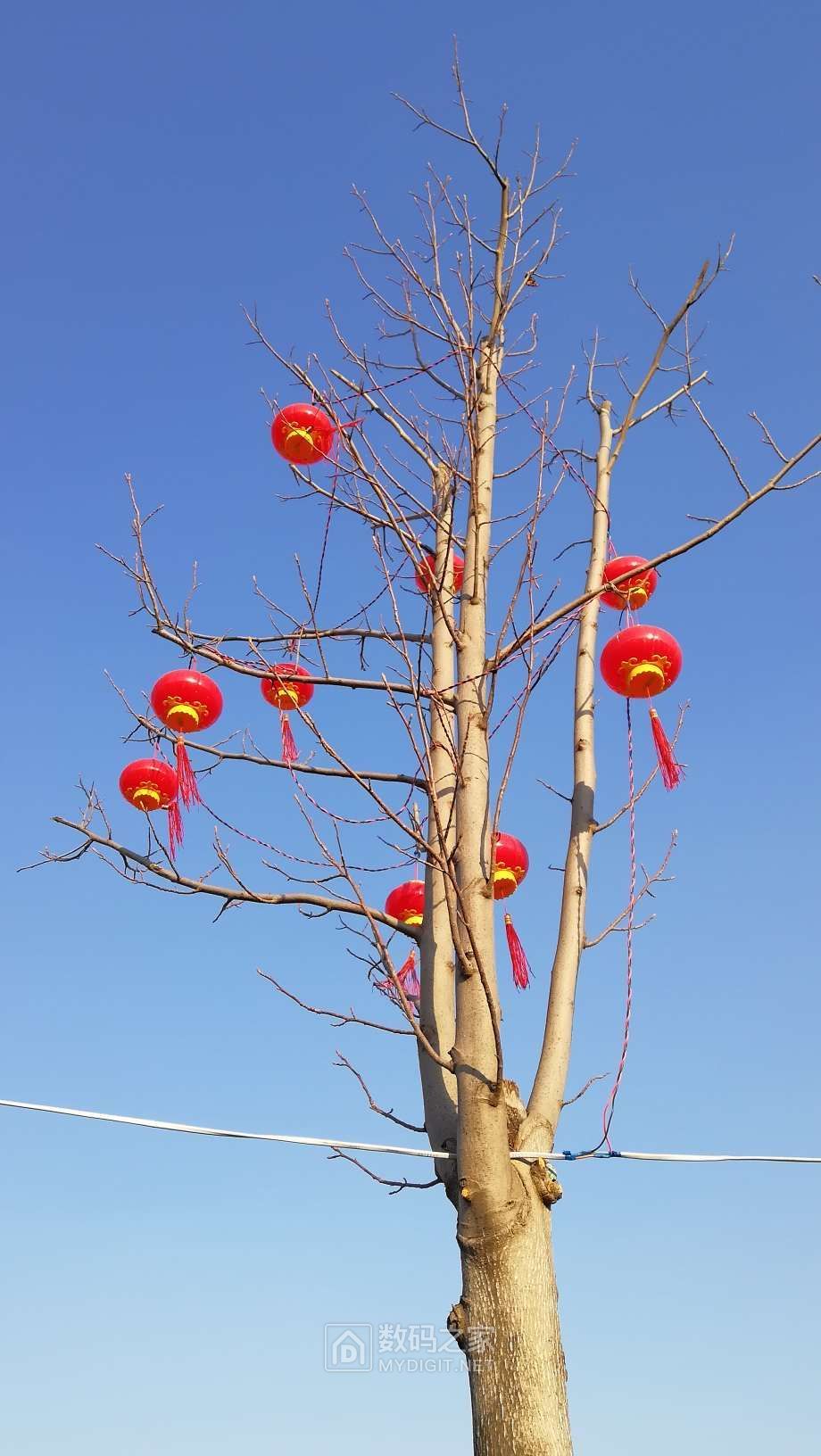 树上挂着红灯笼