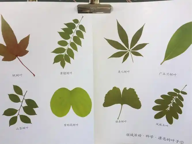 第九周学习内容