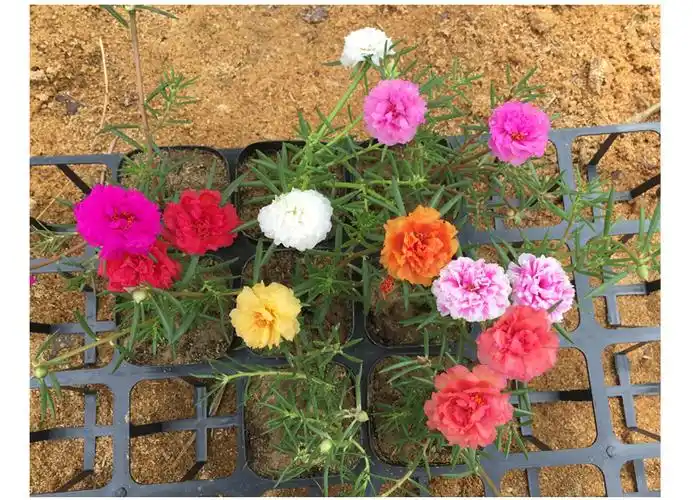 重瓣太阳花苗 宿根松叶牡丹太阳花苗多色多年生对版带根带土发货