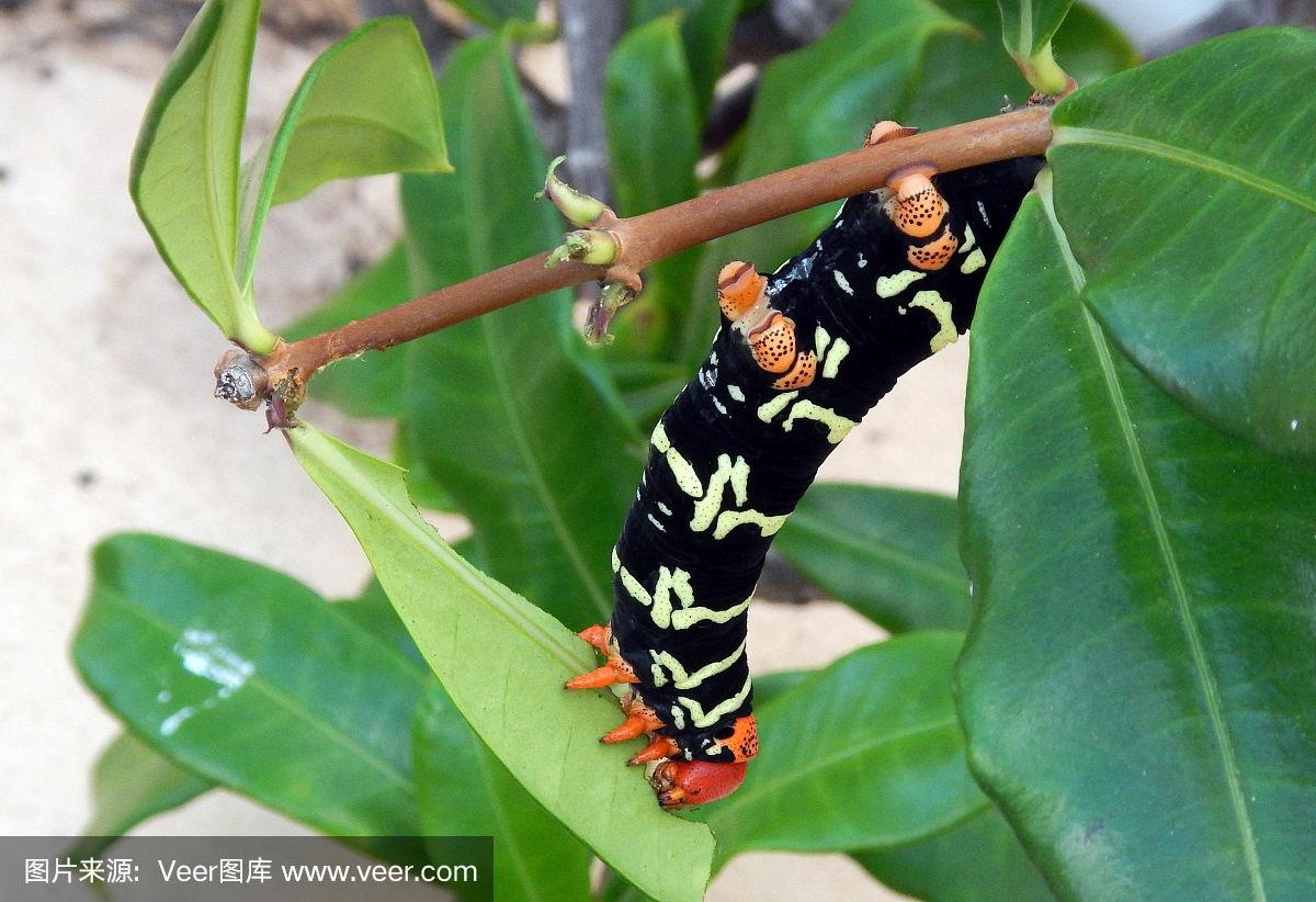 格林纳达鹰蛾毛虫