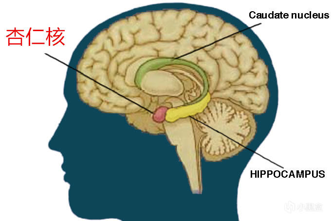 系列连锁反应的"罪魁祸首"就是我们大脑内一个非常神奇的存在"杏仁核"