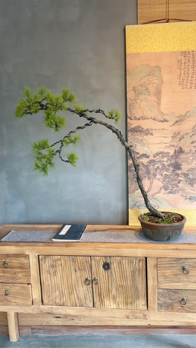 一颗意境十足的临水式黄山松盆景