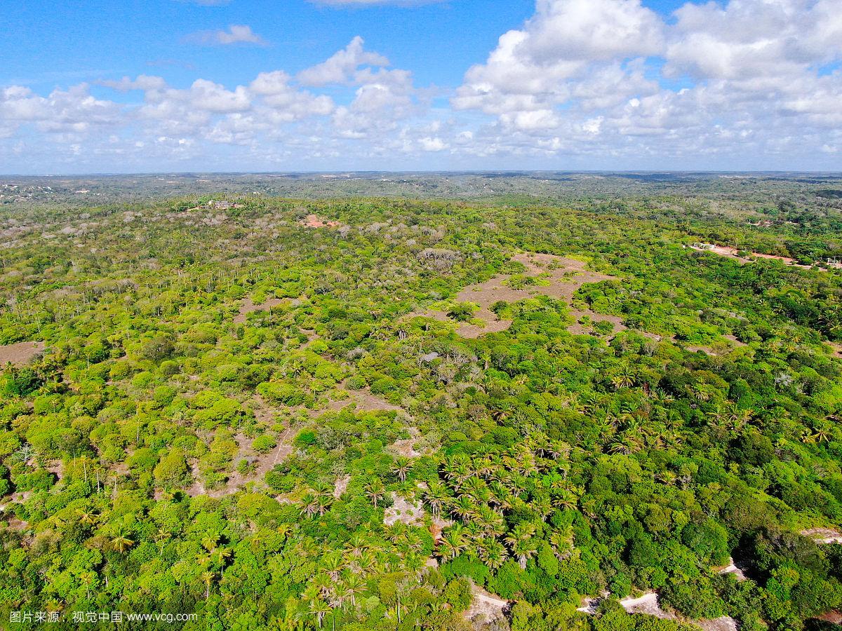 热带森林鸟瞰图,丛林在praia do forte,巴西.
