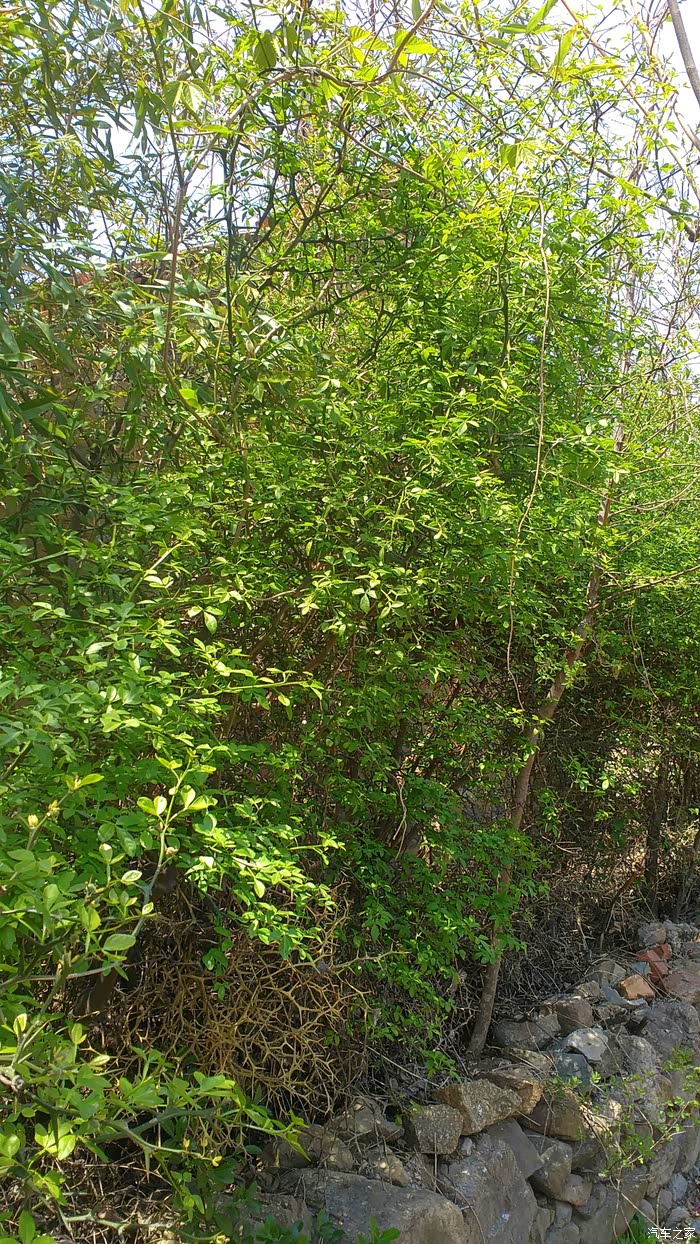 潍坊博越军团手动智慧博越6700公里使用策略感受