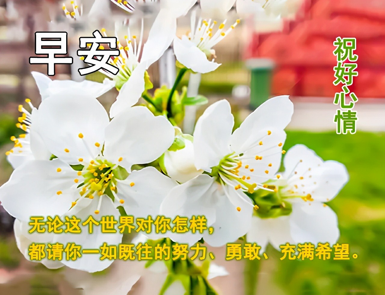 原创2021年早安好阳光祝福优美短句早上好好心情祝福语图片带字温馨