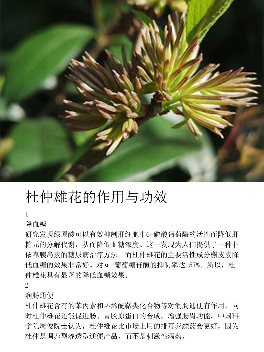 杜仲雄花的作用与功效 都说喝杜仲雄花茶好,但具体好在哪里很多人都说