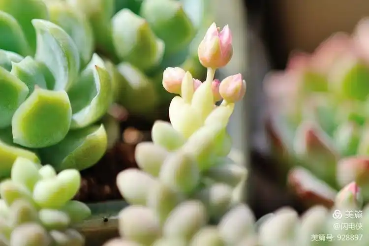 《可爱的多肉植物》