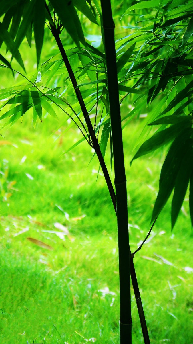 青竹宁可食无肉不可机无竹169竖屏手机壁纸1