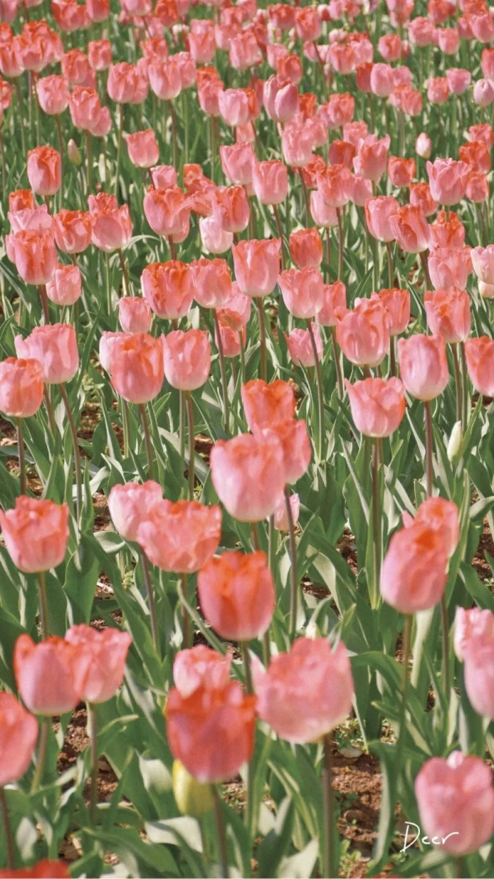 美期宅 的想法: 我很爱的壁纸 | 花海 晴天,都是我很喜欢的元素,近几