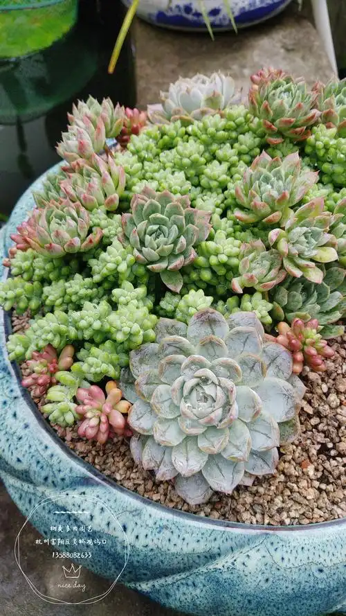 美美的多肉拼盘