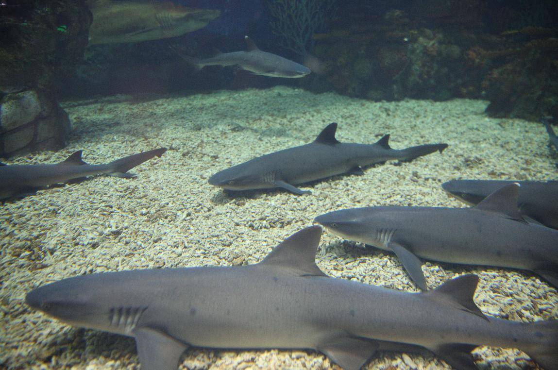 上海海昌海洋公园首只白鳍鲨宝宝出生