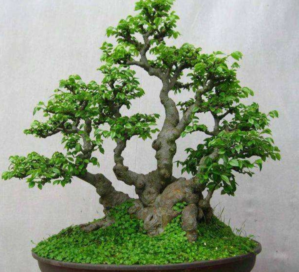 野外榆树疙瘩养成漂亮的盆景