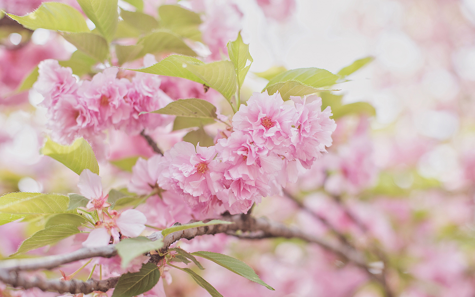 樱花唯美高清图片电脑桌面壁纸
