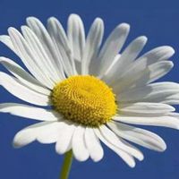 微信头像意大利雏菊点击鼠标右键下载