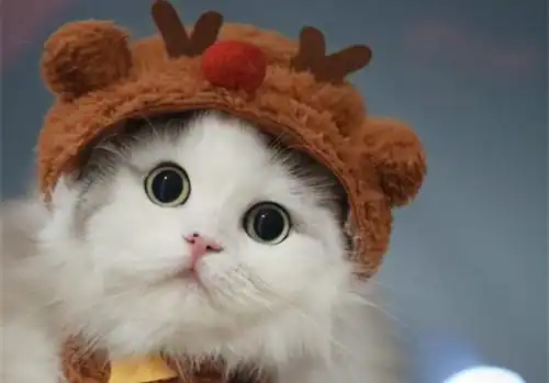 可爱猫咪美好图片_最萌猫咪的可爱生活