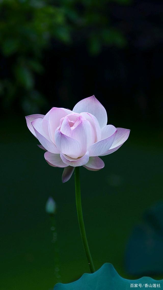 极乐世界的"味道"