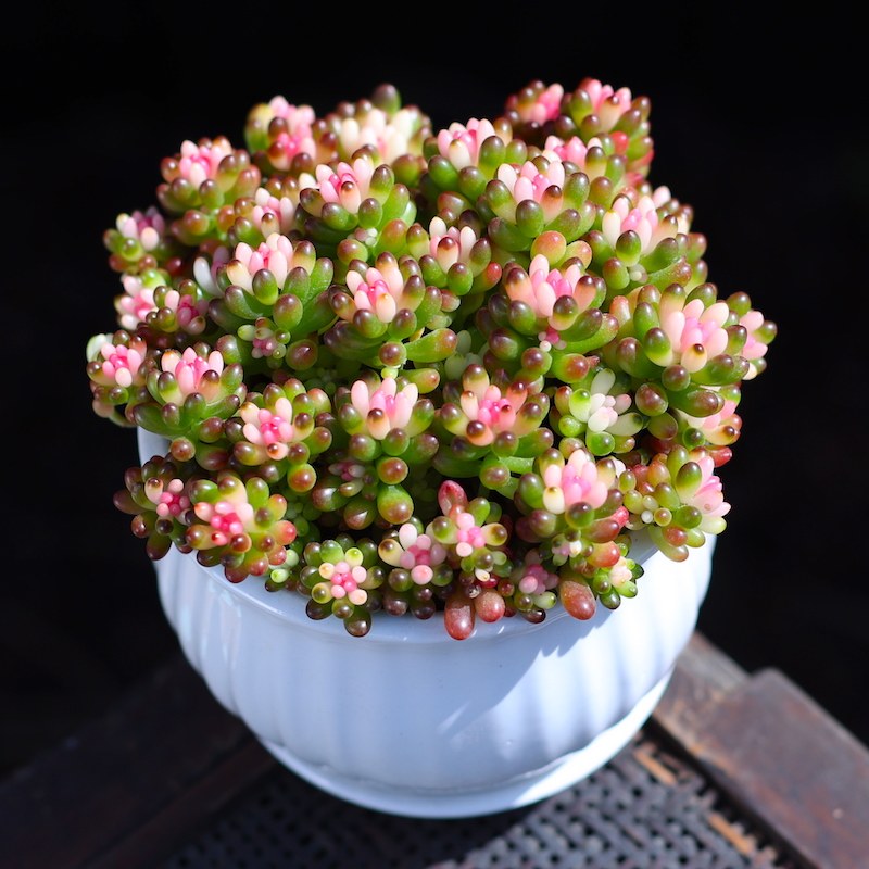 彩色浆果多肉植物盆栽新款群生多头状态肉肉植物办公室内绿植花卉