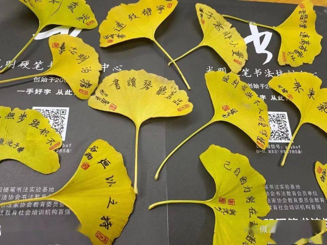 银杏叶上书写金色年华每年都写年年新鲜精彩图文