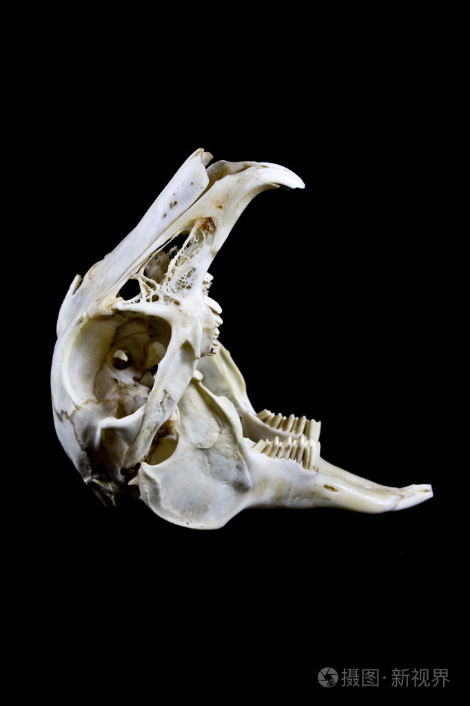 兔颅骨分离在黑色背景上