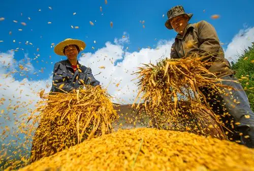 秋收忙 - 人物类-摄影大赛2016 - 国家地理中文网