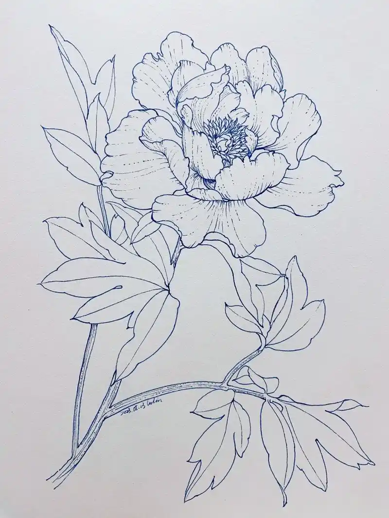 花卉植物线稿练习|牡丹花