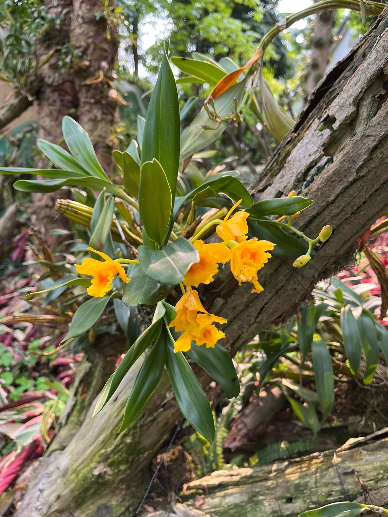 鼓槌石斛     鼓槌石斛是我国民间传统药用石斛种类之一,其茎具有生津