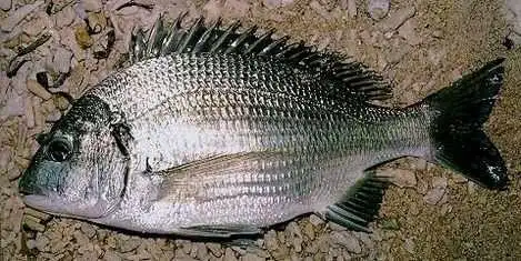 [原创]解毒钓黑鲷!