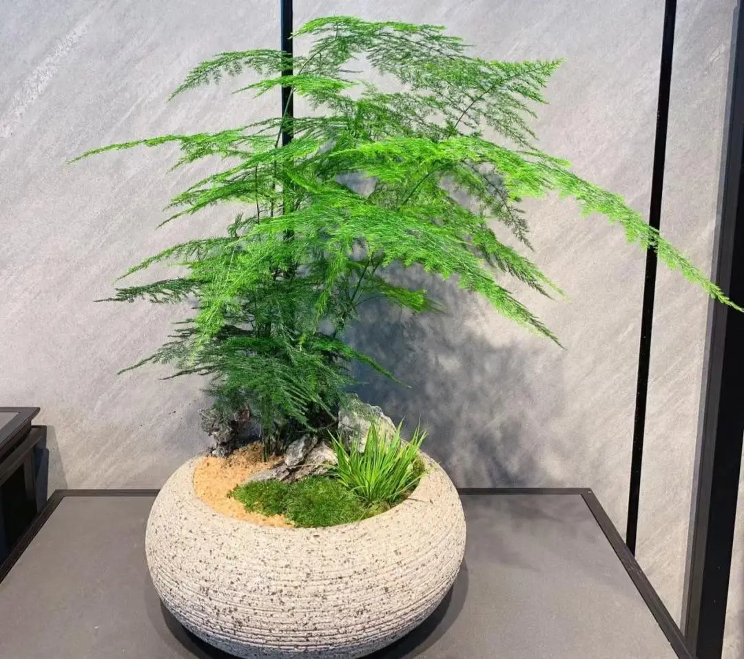 文竹枝条柔软飘逸细叶茵茵如烟似雾郁郁葱葱冒仙气