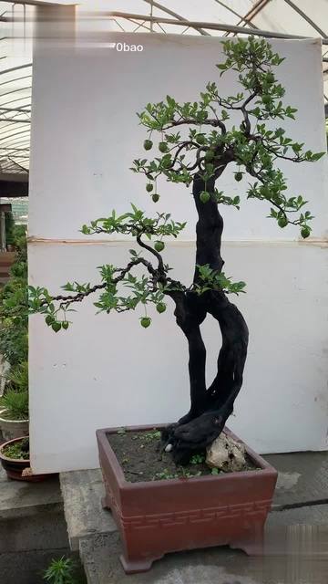 收藏品!怪桩 金弹子盆景-生活视频-搜狐视频