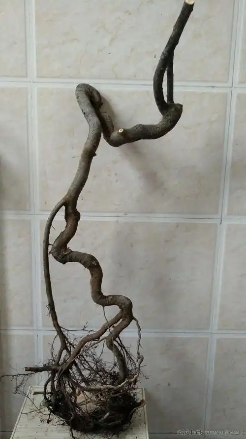 9日下山精美花皮榆棠梨