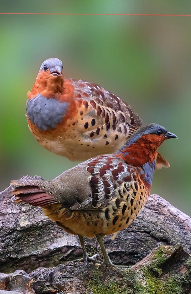 原来竹鸡还有这么多种叫声?你知道各种叫声含义吗?