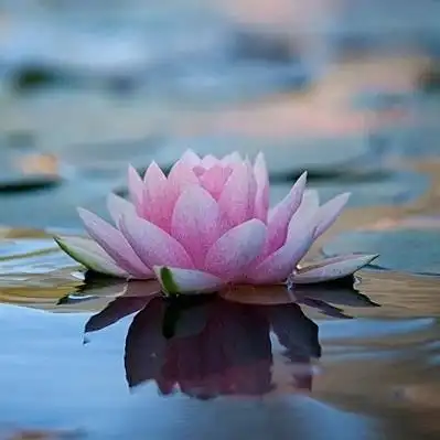 佛教用品_吉祥符咒贴纸_金箔纸不干胶_佛字莲花_佛字莲花六字真言十