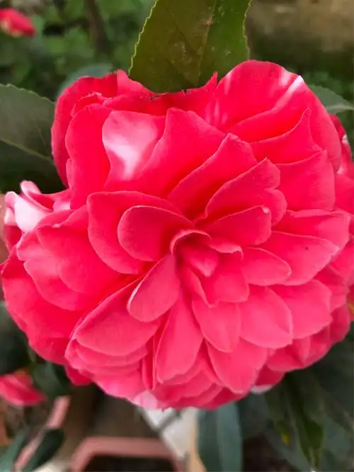 花迪斯,今年参加方塔茶花展品种