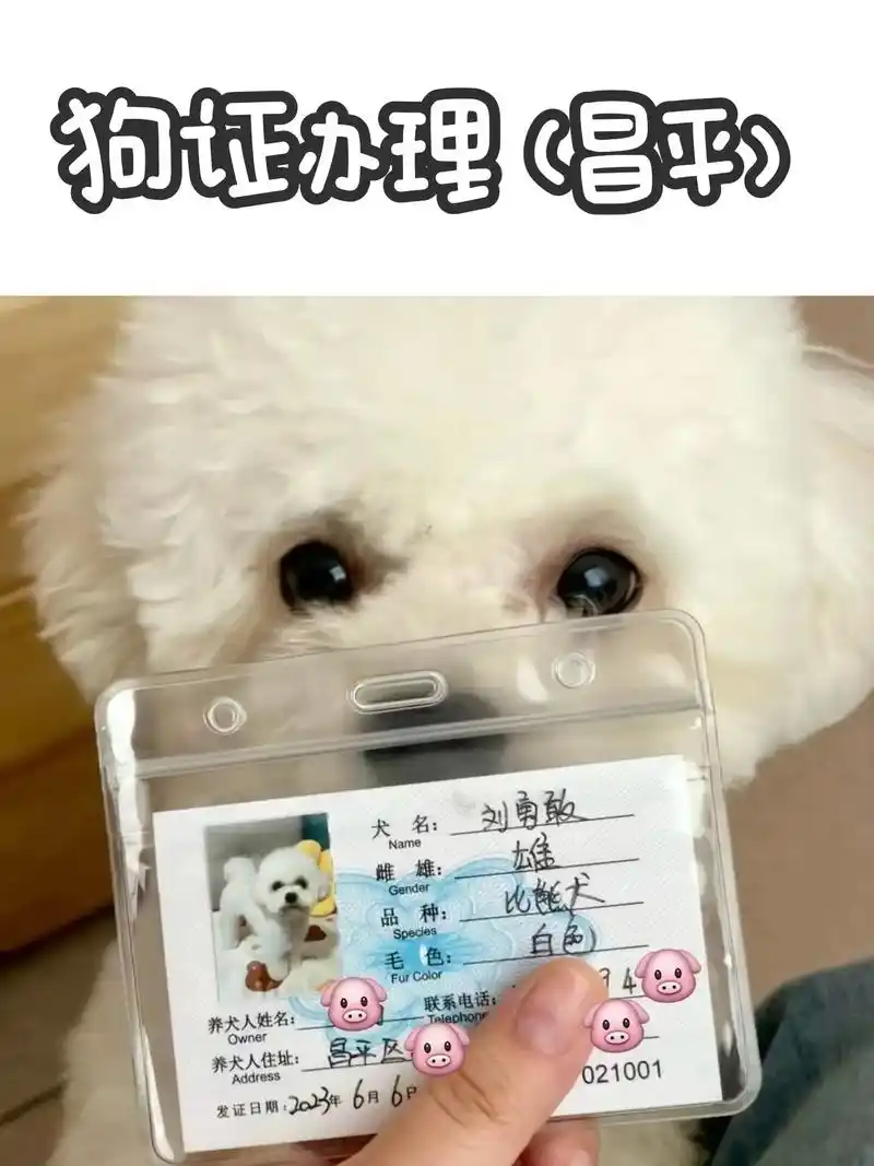 北京狗证办理(昌平)听说下周一开始查狗了,没证的抓紧吧. 敢 - 抖音