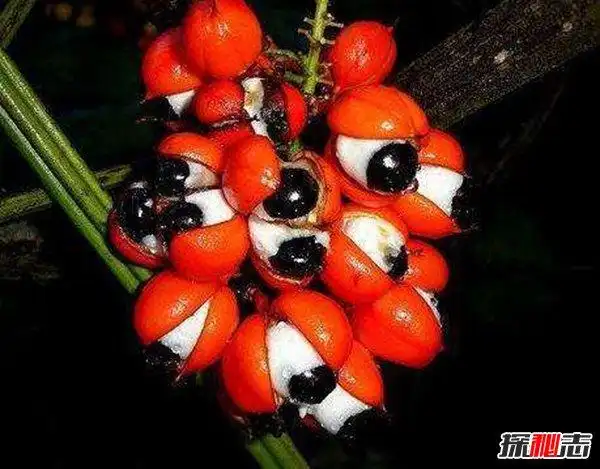 世界十大最恶心水果 第一让人恐惧无比第三相当邪恶