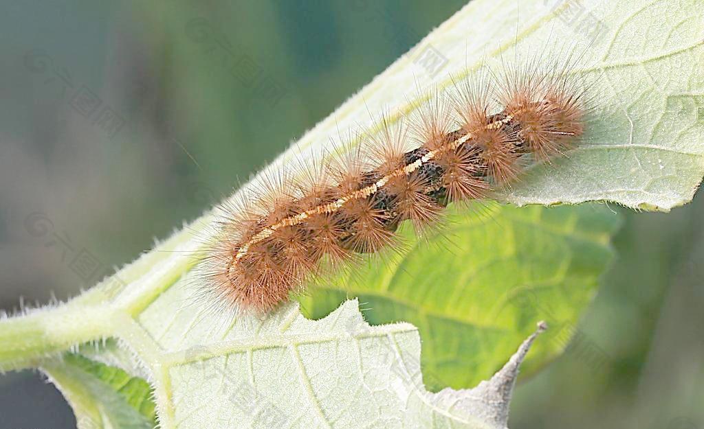 灯蛾幼虫图片