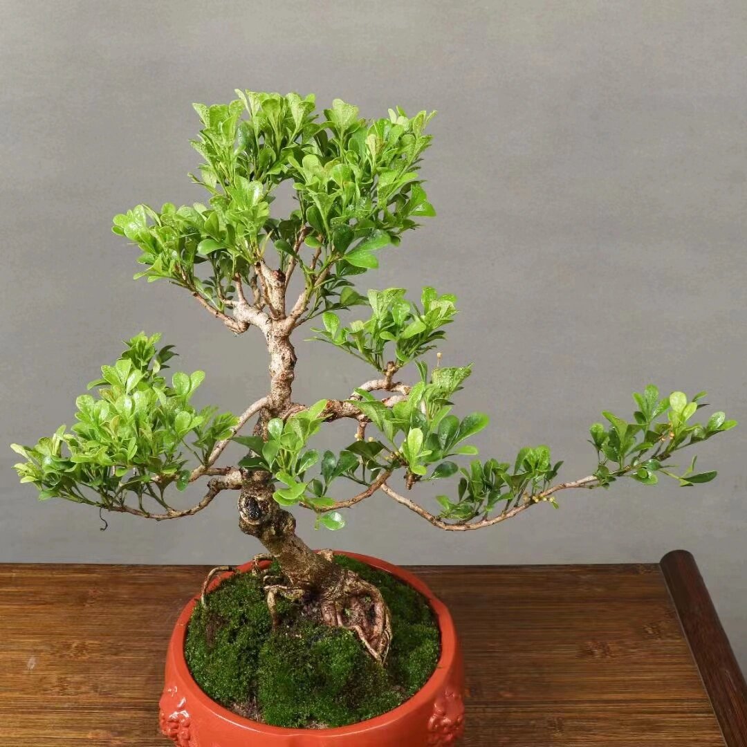 精品米兰老桩盆景,桩老叶美. 精品米兰老桩盆景,桩老叶美.