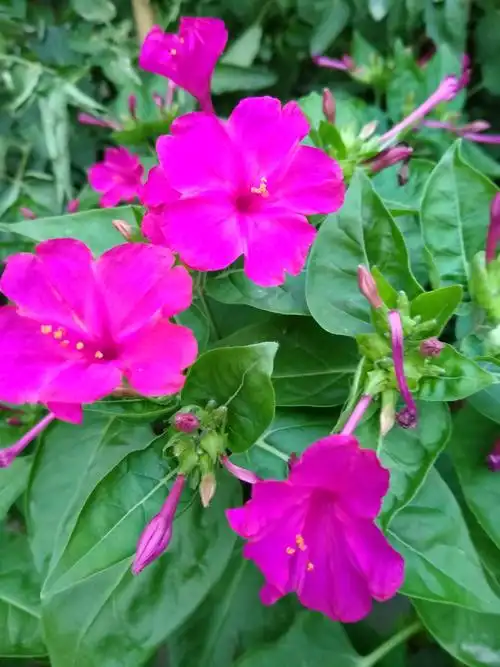 粉豆花儿94开……96969696 - 美篇