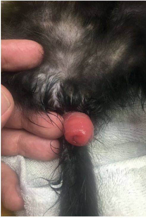 图3a,猫直肠脱垂.来自frank isom, dvm.