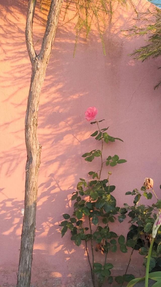 可爱少女心ins风图背景,ins少女心壁纸(少女心壁纸.锁屏.小清新.ins)