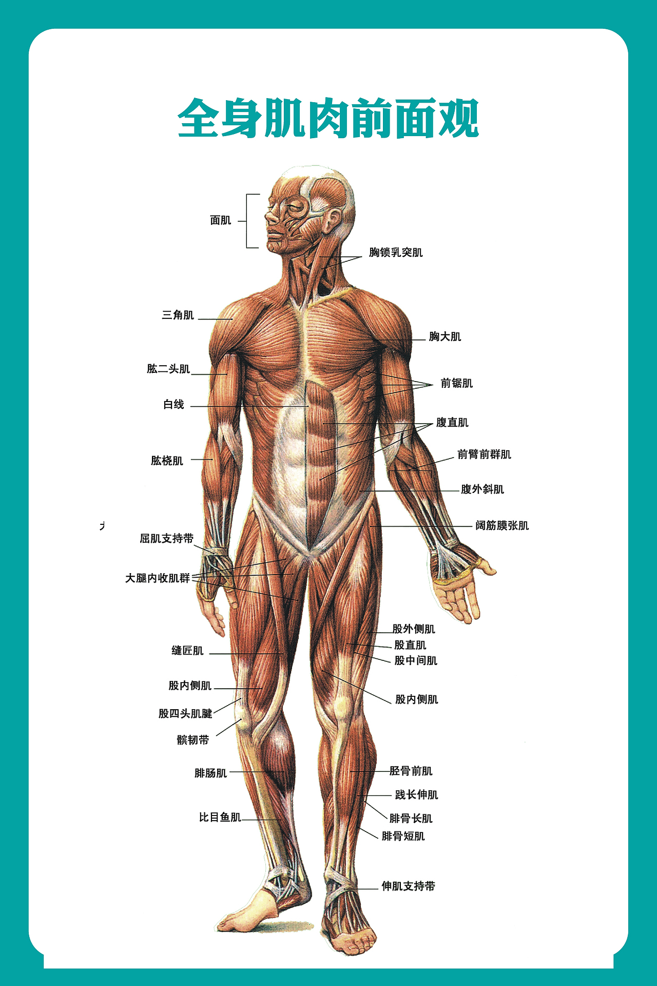 医用人体解剖图