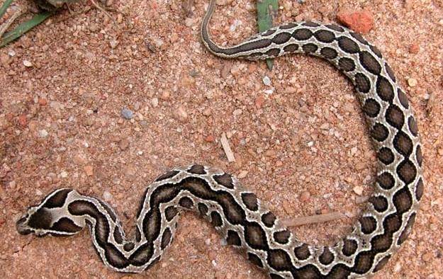 国内有毒蛇类最多的广西自治区,一起认识广西境内常见的毒蛇