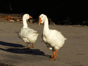 293_220gif 动态图 动图