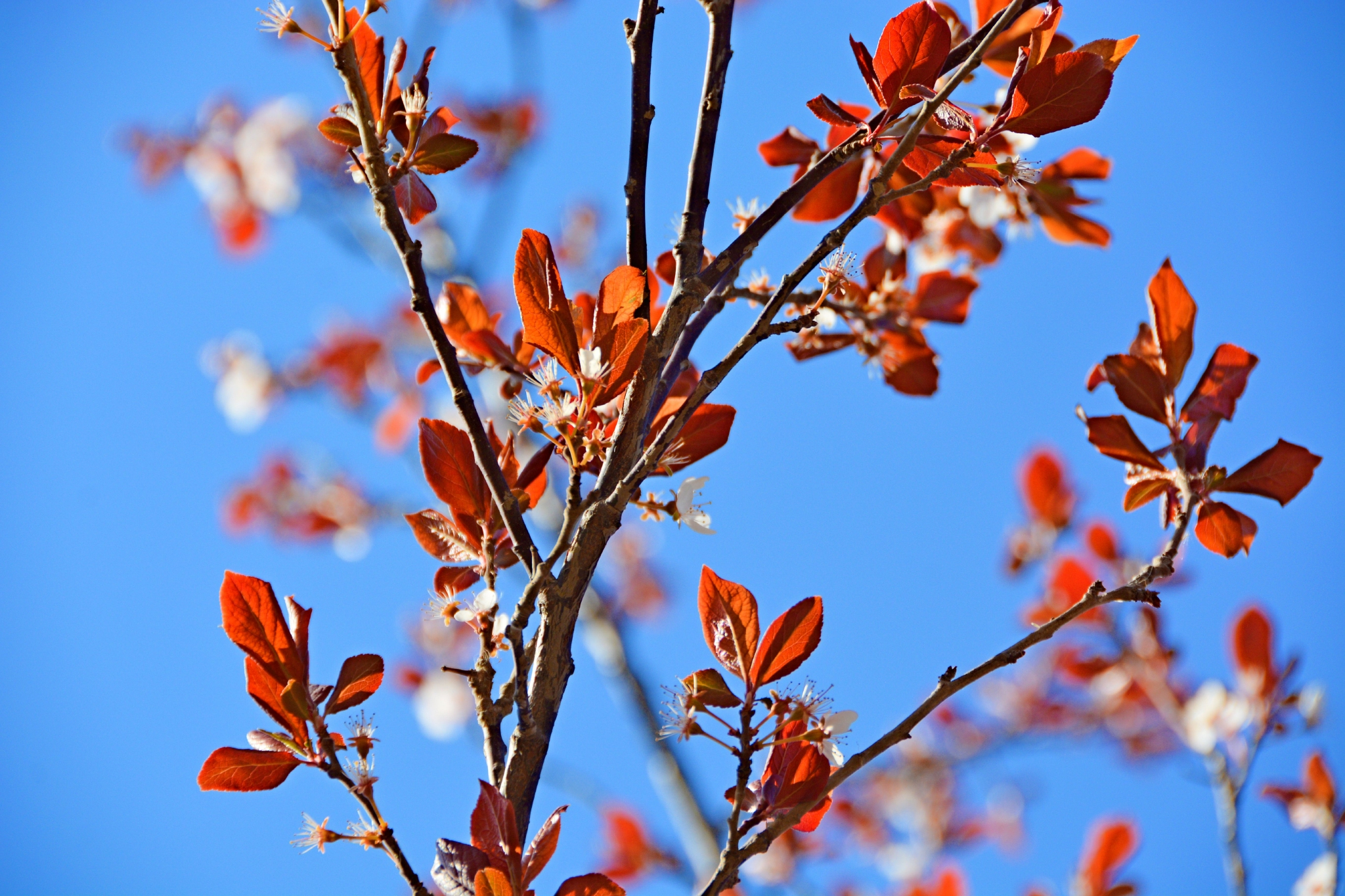 红叶李叶子图片(红叶李的叶子有毒吗)