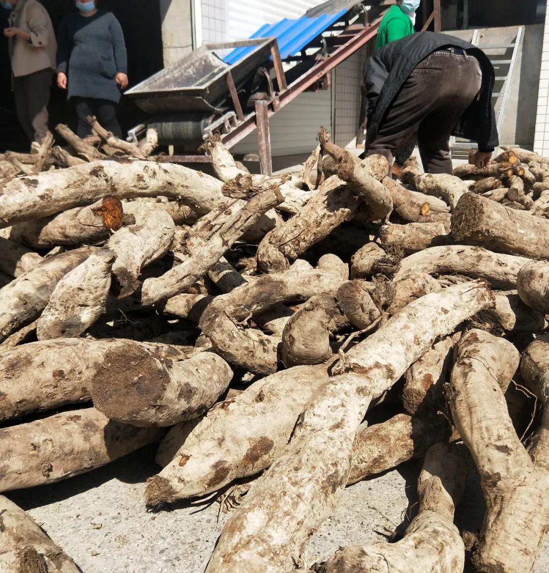 原创人勤春暖—湖北中坪葛业收购野生葛根忙!