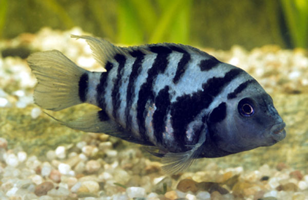 黑带娇丽鱼     amatitlania nigrofasciata ,俗称  九间菠萝