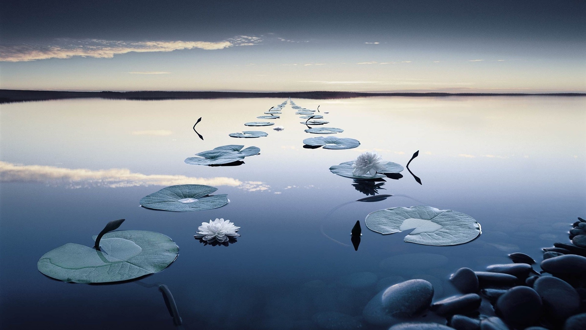 睡莲-自然风景壁纸 - 1920x1080 壁纸 下载