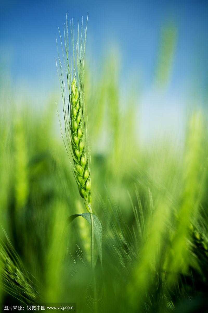 蓝天上的麦穗