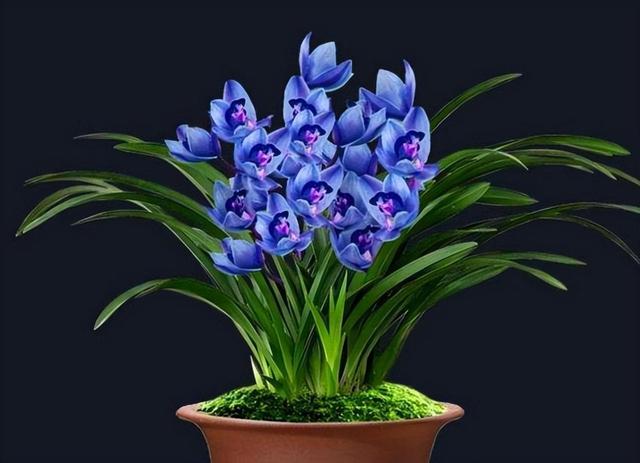 兰花价格最贵的品种(十大名贵兰花品种图片)